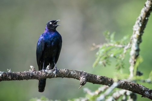 leskoptev kovová (Lamprotornis chalybaeus)...