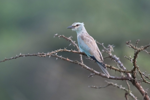 mandelík hajní (Coracias garrulus)...