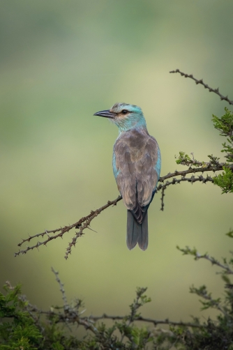 mandelík hajní (Coracias garrulus)...