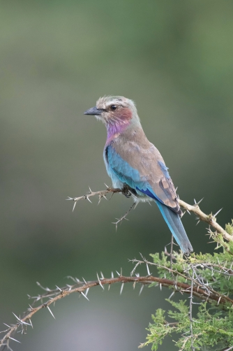 mandelík fialovoprsý (coracias caudata)...