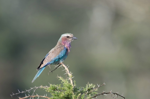 mandelík fialovoprsý (coracias caudata)...