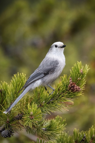 sojka šedá (Perisoreus canadensis) Canada...