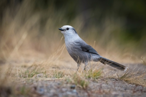 sojka šedá (Perisoreus canadensis) Canada...