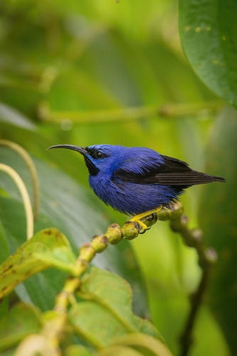 květomil purpurový (Cyanerpes caeruleus)...