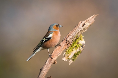 pěnkava obecná (Fringilla coelebs) Common...