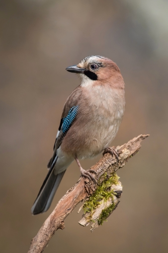 sojka obecná (Garrulus glandarius) Eurasian...