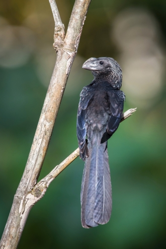 kukačka ani (Crotophaga ani) Smooth-billed...