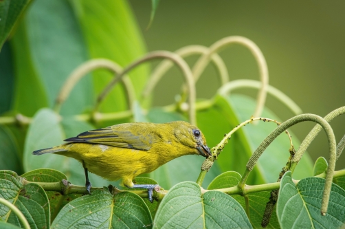 libohlásek fialový (Euphonia violacea)...