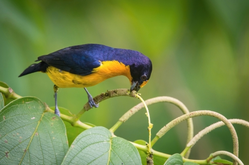 libohlásek fialový (Euphonia violacea)...