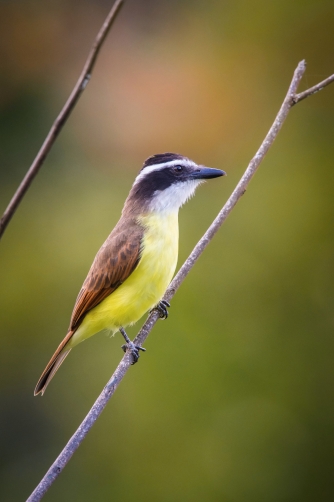 tyran bentevi (Pitangus sulphuratus) Great...