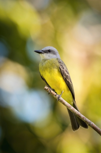 tyran tropický (Tyrannus melancholicus)...