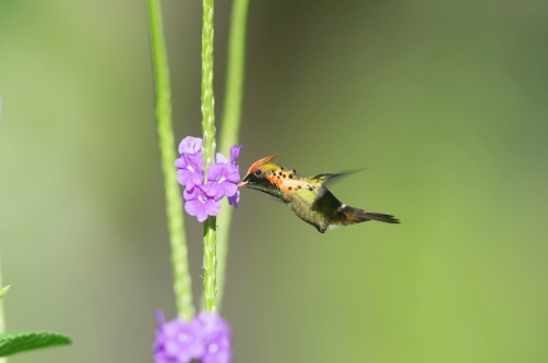 kolibřík ozdobný (Lophornis ornatus)...