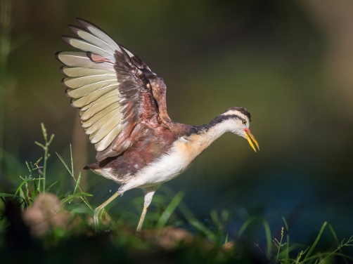 ostnák jihoamerický (Jacana jacana)...