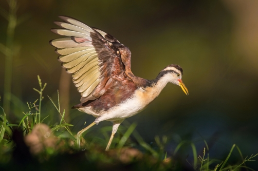 ostnák jihoamerický (Jacana jacana)...