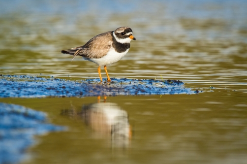 kulík písečný (Charadrius hiaticula)...