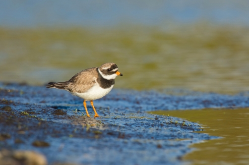 kulík písečný (Charadrius hiaticula)...