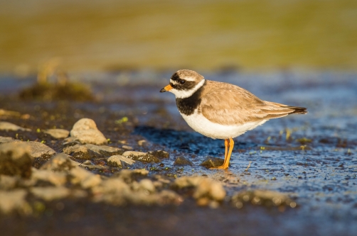 kulík písečný (Charadrius hiaticula)...