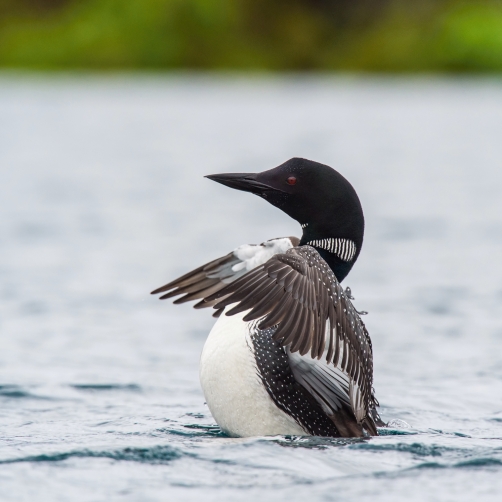 potáplice lední (Gavia immer) Common loon