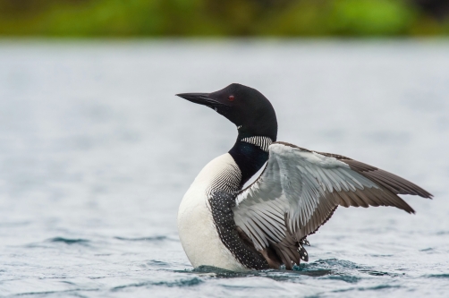 potáplice lední (Gavia immer) Common loon