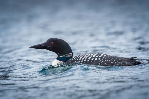 potáplice lední (Gavia immer) Common loon