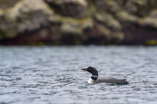 potáplice lední (Gavia immer) Common loon