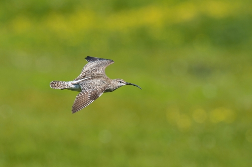 koliha malá (Numenius phaeopus) Whimbrel