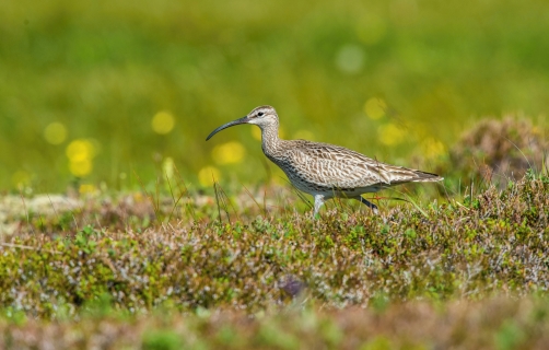 koliha malá (Numenius phaeopus) Whimbrel