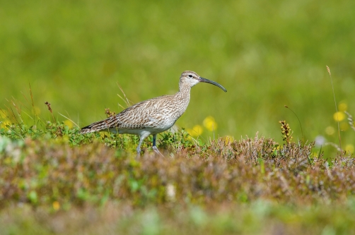 koliha malá (Numenius phaeopus) Whimbrel