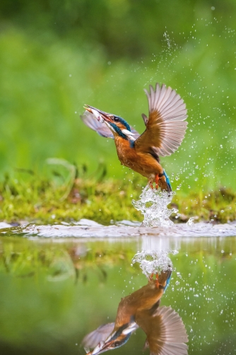 ledňáček říční (Alcedo atthis) Common...