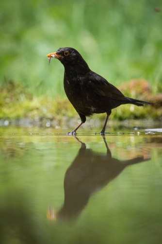 kos černý (Turdus merula) Common blackbird