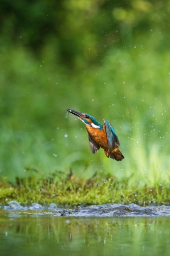 ledňáček říční (Alcedo atthis) Common...