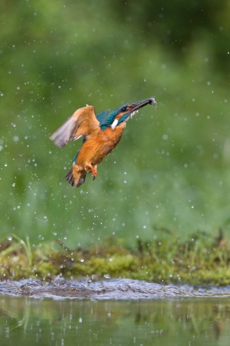 ledňáček říční (Alcedo atthis) Common...