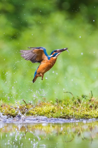 ledňáček říční (Alcedo atthis) Common...