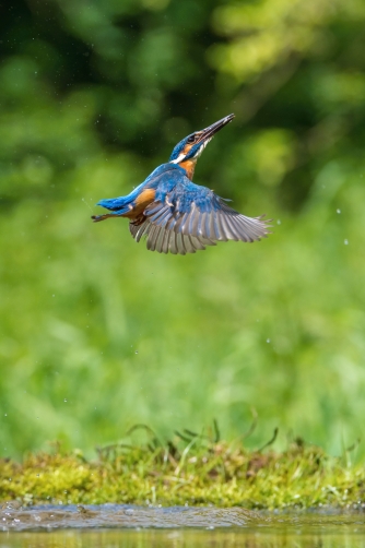 ledňáček říční (Alcedo atthis) Common...