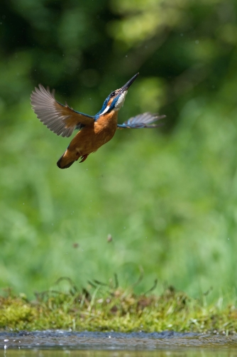 ledňáček říční (Alcedo atthis) Common...