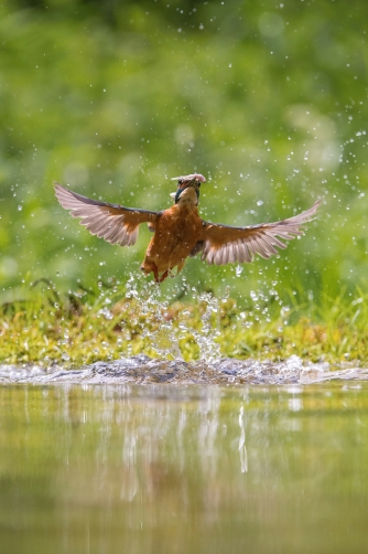 ledňáček říční (Alcedo atthis) Common...