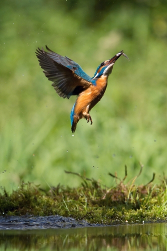 ledňáček říční (Alcedo atthis) Common...