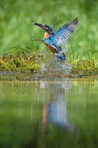 ledňáček říční (Alcedo atthis) Common...