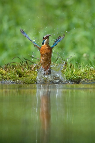 ledňáček říční (Alcedo atthis) Common...