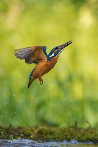 ledňáček říční (Alcedo atthis) Common...