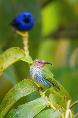 květomil purpurový (Cyanerpes caeruleus)...