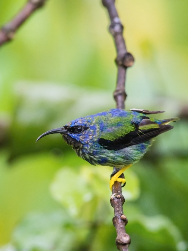 květomil purpurový (Cyanerpes caeruleus)...