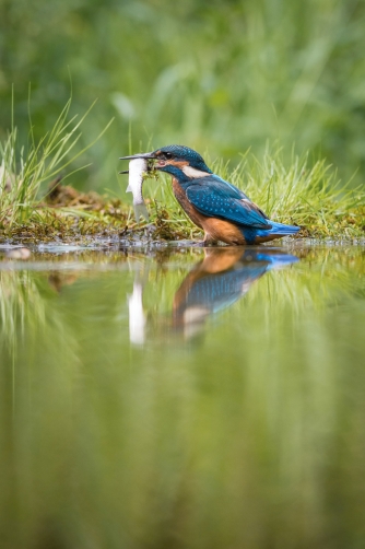 ledňáček říční (Alcedo atthis) Common...