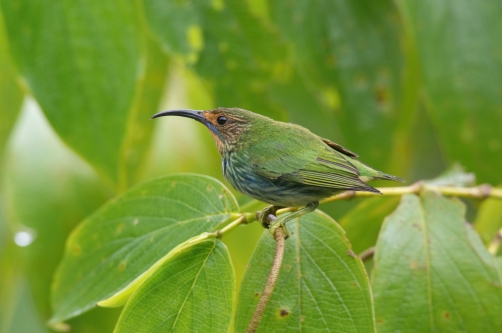 květomil purpurový (Cyanerpes caeruleus)...