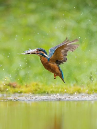 ledňáček říční (Alcedo atthis) Common...