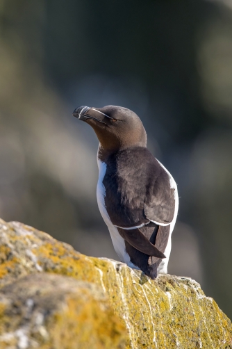 alka malá (Alca torda) Razorbill