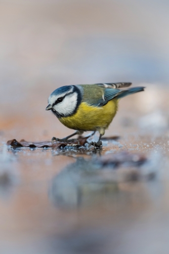 sýkora modřinka (Parus caeruleus) Eurasian...