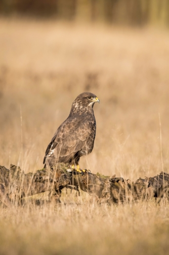 káně lesní (Buteo buteo) Common buzzard