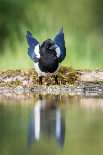 straka obecná (Pica pica) Eurasian magpie