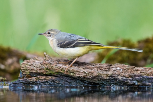 konipas horský (Motacilla cinerea) Grey...